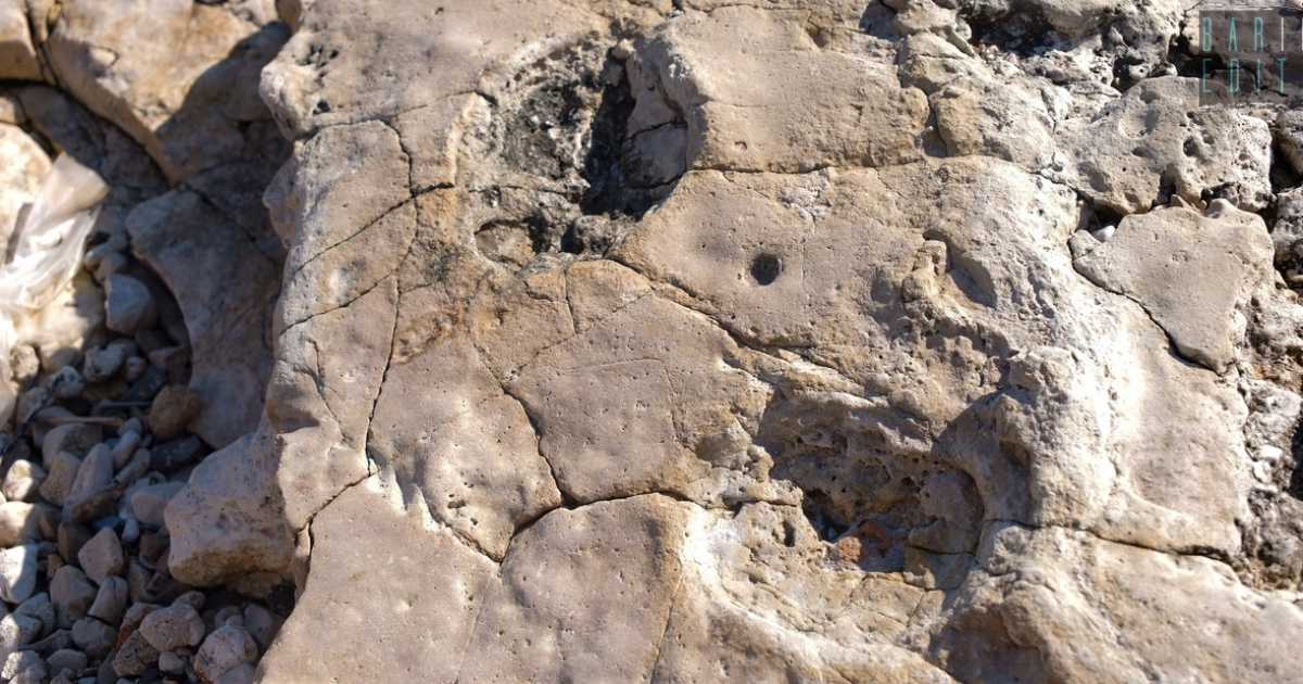 Bari, orme di dinosauro rinvenute sulla costa di Santo Spirito: �In una si distinguono le dita�